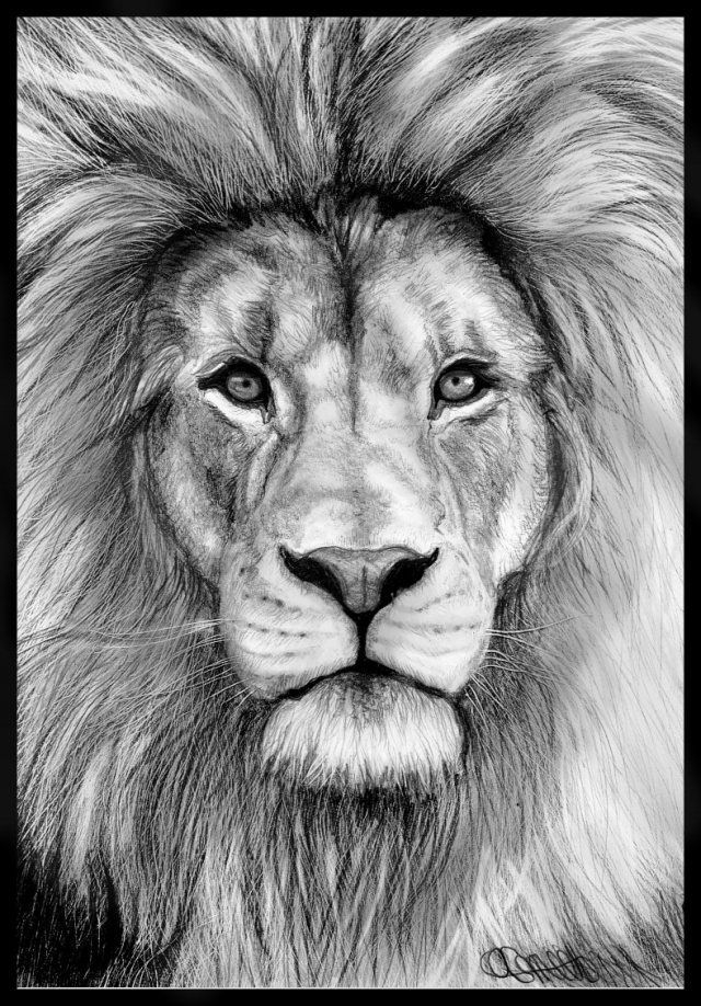 19 realistic lion tattoo ideas