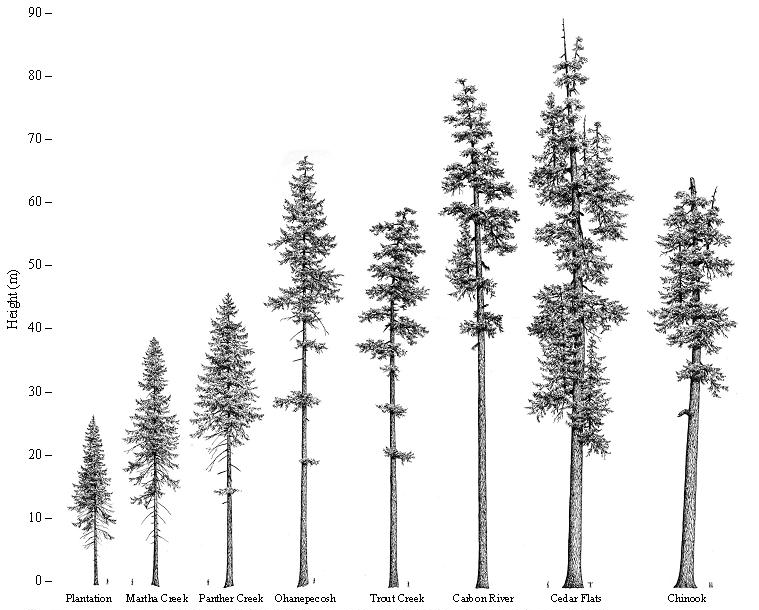 NSF Workshop on Canopy Structure Data - Dr. Robert Van Pelt | The Canopy Database Project -   20 fir tree tattoo
 ideas