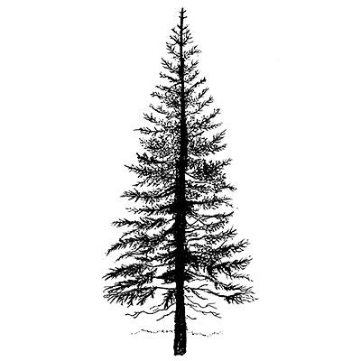 20 fir tree tattoo
 ideas