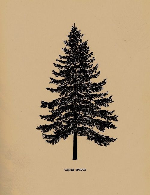 20 fir tree tattoo
 ideas