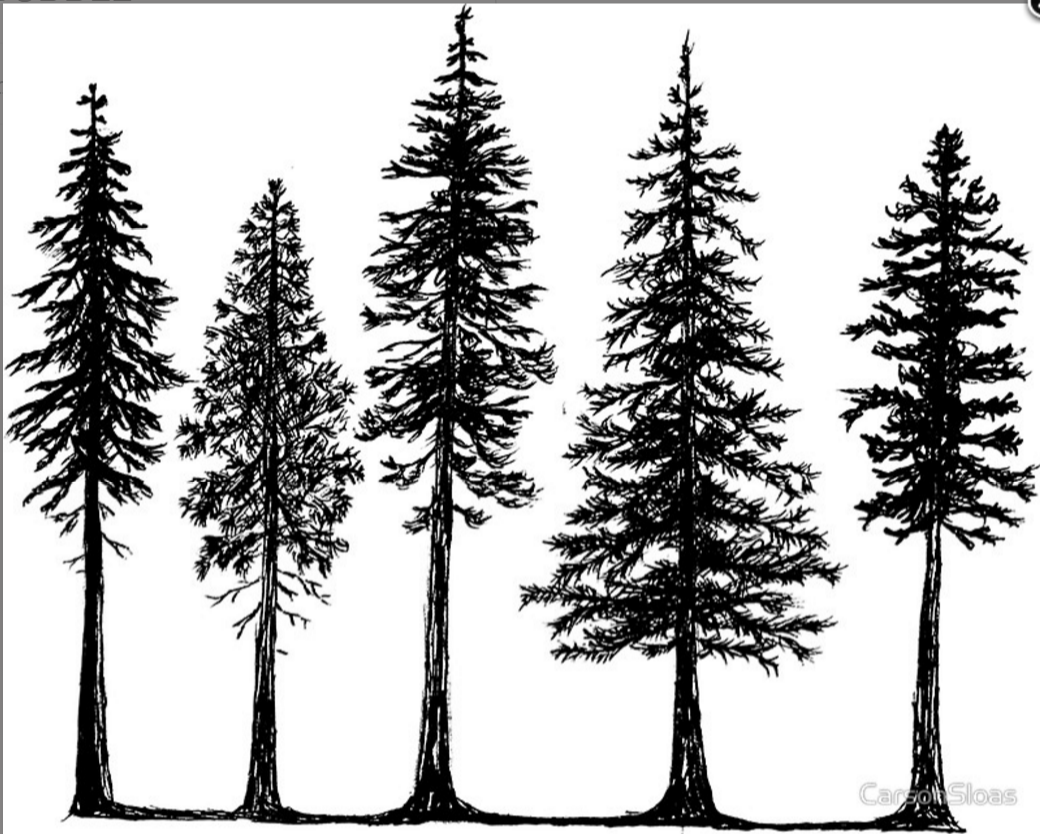 Image result for douglas fir outline tattoo -   20 fir tree tattoo
 ideas