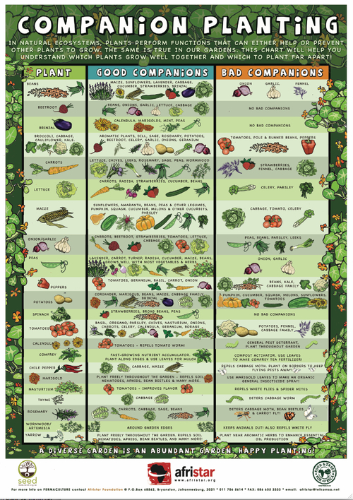 Companion Planting Resources for Gardening -   22 when to plant vegetable garden
 ideas