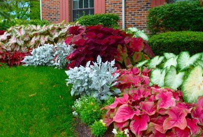 Landscaping Plants for Shaded Areas Ideas Designs Photos -   23 garden landscaping layout ideas
