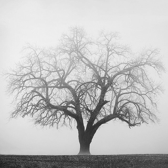 a giant in fog II -   24 old tree tattoo
 ideas