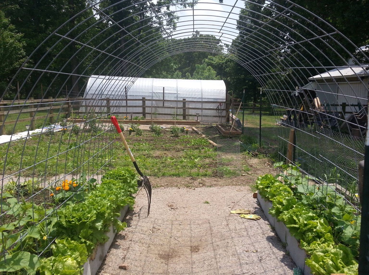 Vegetable garden trellis -   25 garden trellis greenhouses
 ideas