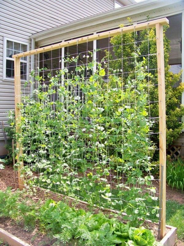 A garden trellis is an excellent way to support plants and flowers while adding structure and decorative flair to your landscape. #GardenVines -   25 garden trellis greenhouses ideas