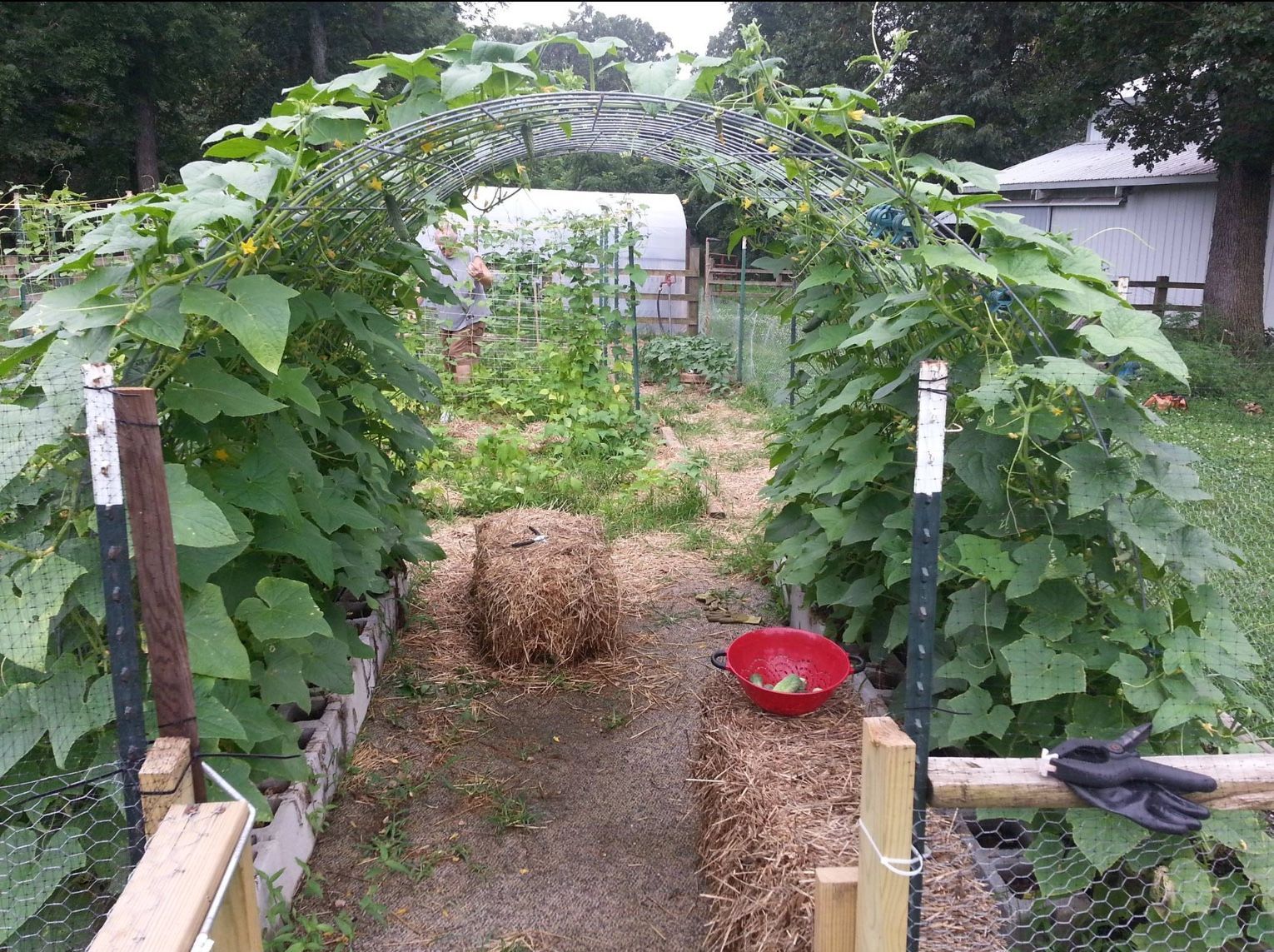 Vegetable garden trellis - plant on both sides -   25 garden trellis greenhouses
 ideas