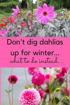 Don't dig up dahlias for winter! What to do instead -   25 garden trellis winter
 ideas