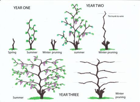 Winter pruning of vines from infancy to the fourth year -   25 garden trellis winter
 ideas