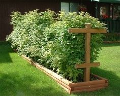 ArborDay.org: Everbearing Red Raspberry Bush - Planting, Care, Pruning and… -   25 garden trellis winter
 ideas