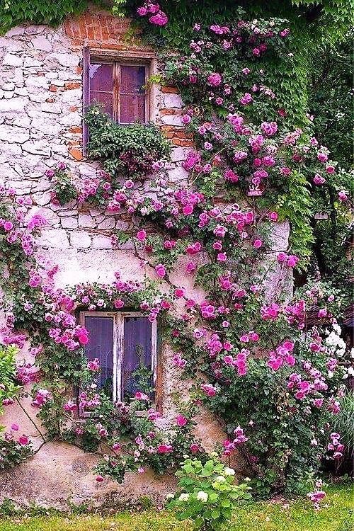 A tumble of pretty pink Roses grace the Cottage wall! -   23 cottage garden shade
 ideas