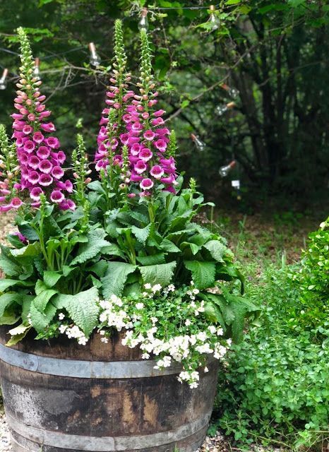 Cottage Garden- 8 things to know about Foxgloves -   23 cottage garden shade
 ideas