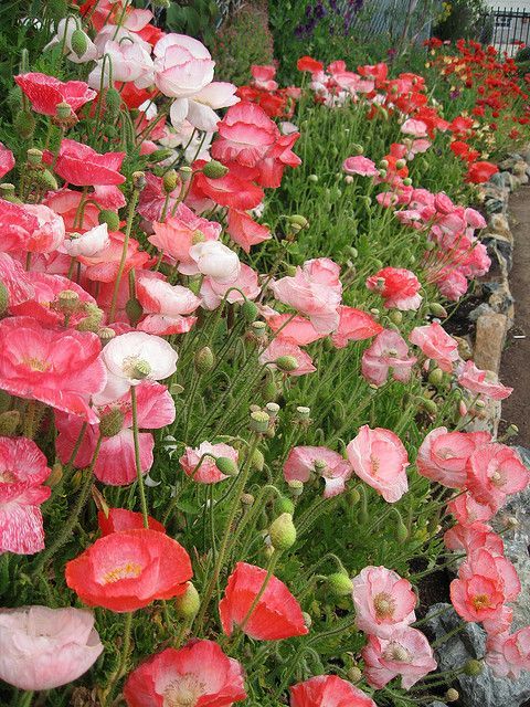 Papaver 'Falling in Love' mix -   23 cottage garden shade
 ideas