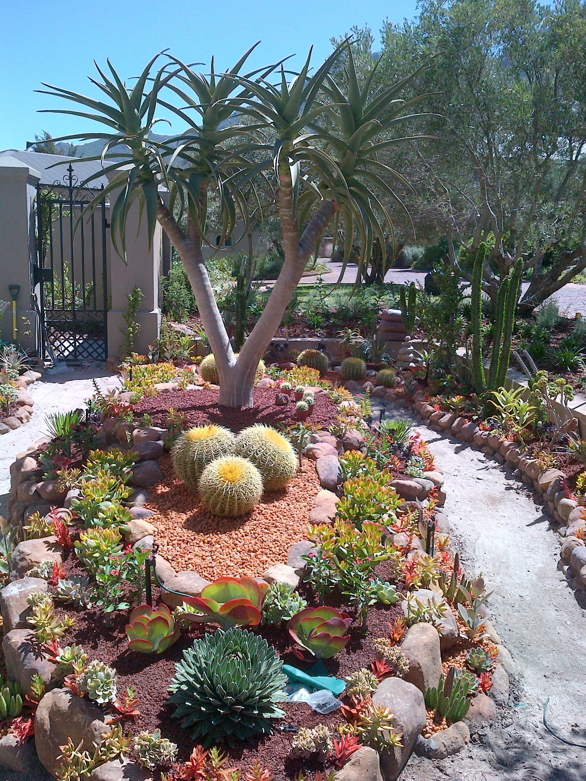 Maybe I could have barrel cactus if I put them in a raised garden so the dog wouldn't go near them. -   23 tropical rock garden
 ideas