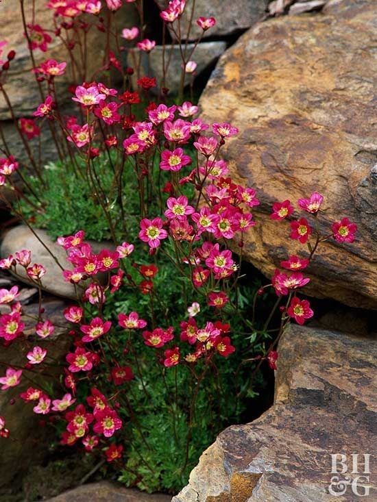 Fill in tight spots between rocks with flowering plants to add a dash of color and give the rock garden a finished look. Saxifraga is an easy-to-grow crevice-dweller that grows naturally in mountain regions; here, its cheerful pink blooms complement the warm tones of the surrounding boulders./ - Gardening Time -   23 tropical rock garden
 ideas