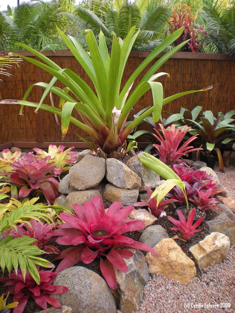 Seen in the background here, this plant is a real statement, it has the wow factor. - See this image on Photobucket. -   23 tropical rock garden
 ideas