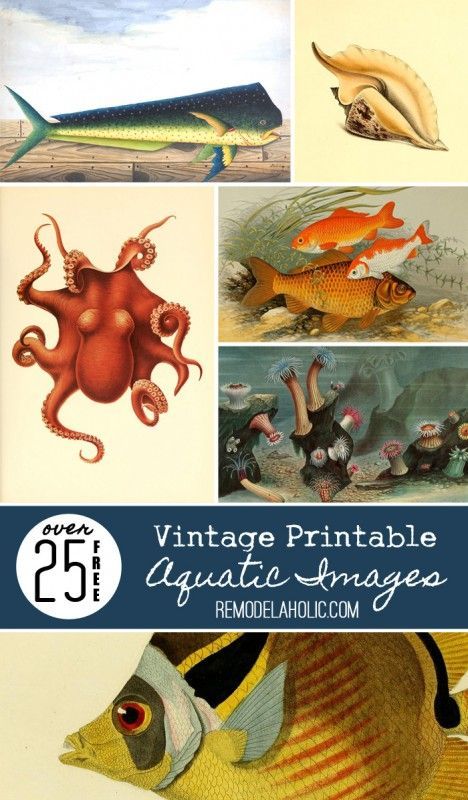 25+ Free Printable Vintage Aquatic Images (Remodelaholic) -   24 nautical decor printable
 ideas