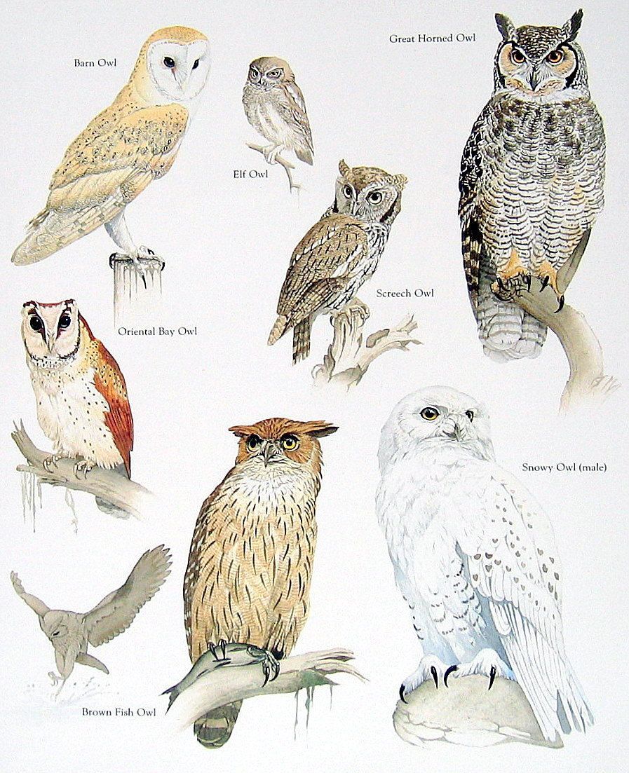 vintage owl poster -   24 vintage owl tattoo
 ideas