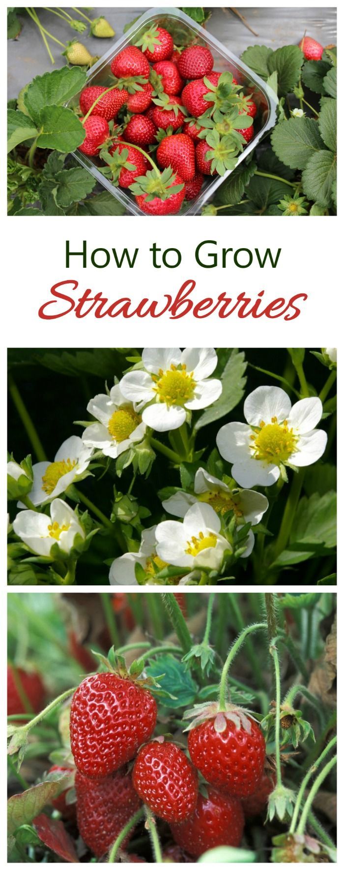 Growing Strawberries -Tips and Tricks for Best Success -   21 container garden strawberries
 ideas