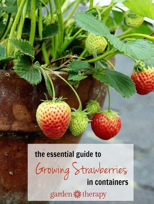 Strawberries in Containers -   21 container garden strawberries
 ideas