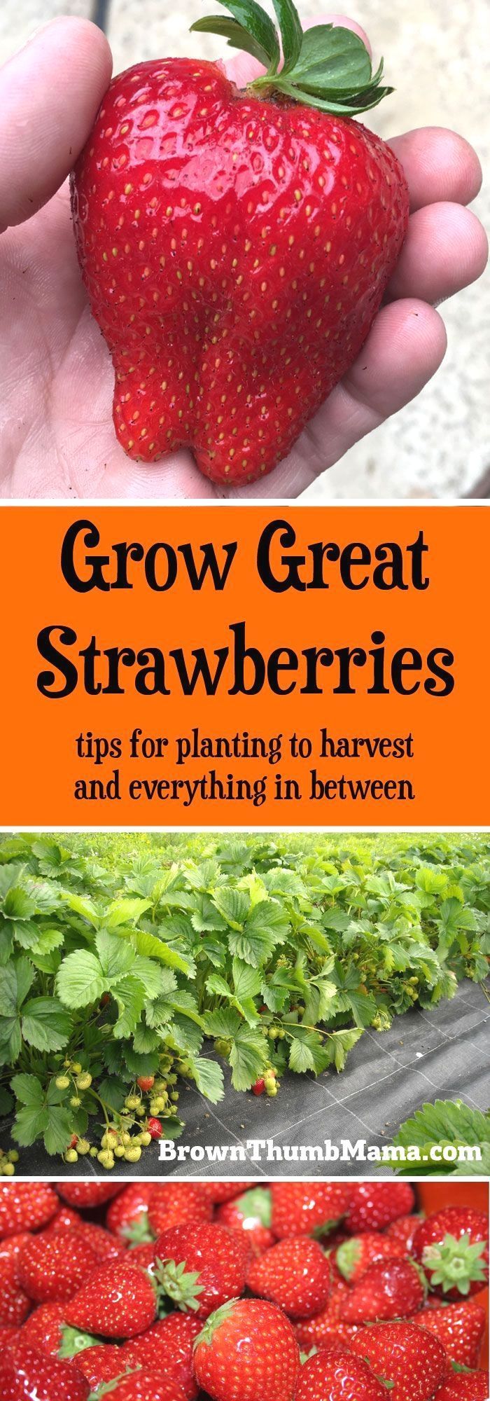 21 container garden strawberries
 ideas