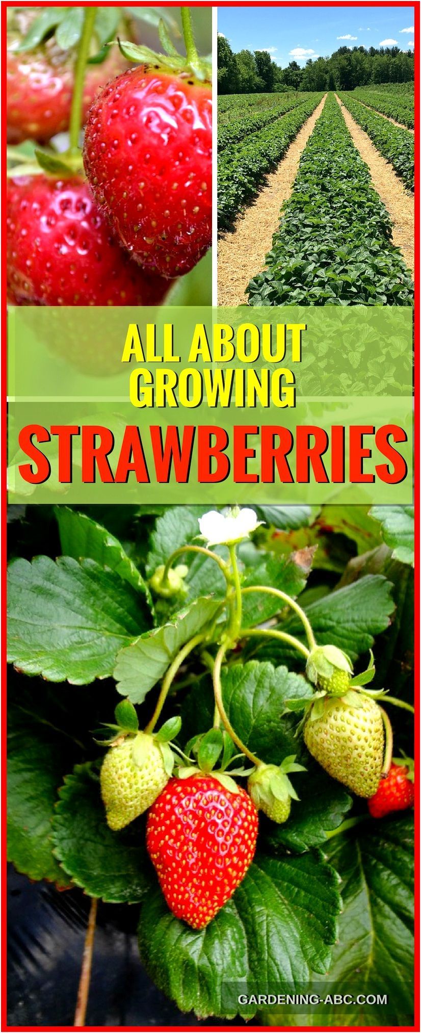How To Grow Strawberry Plants: Strawberry Growing In A Nutshell -   21 container garden strawberries
 ideas