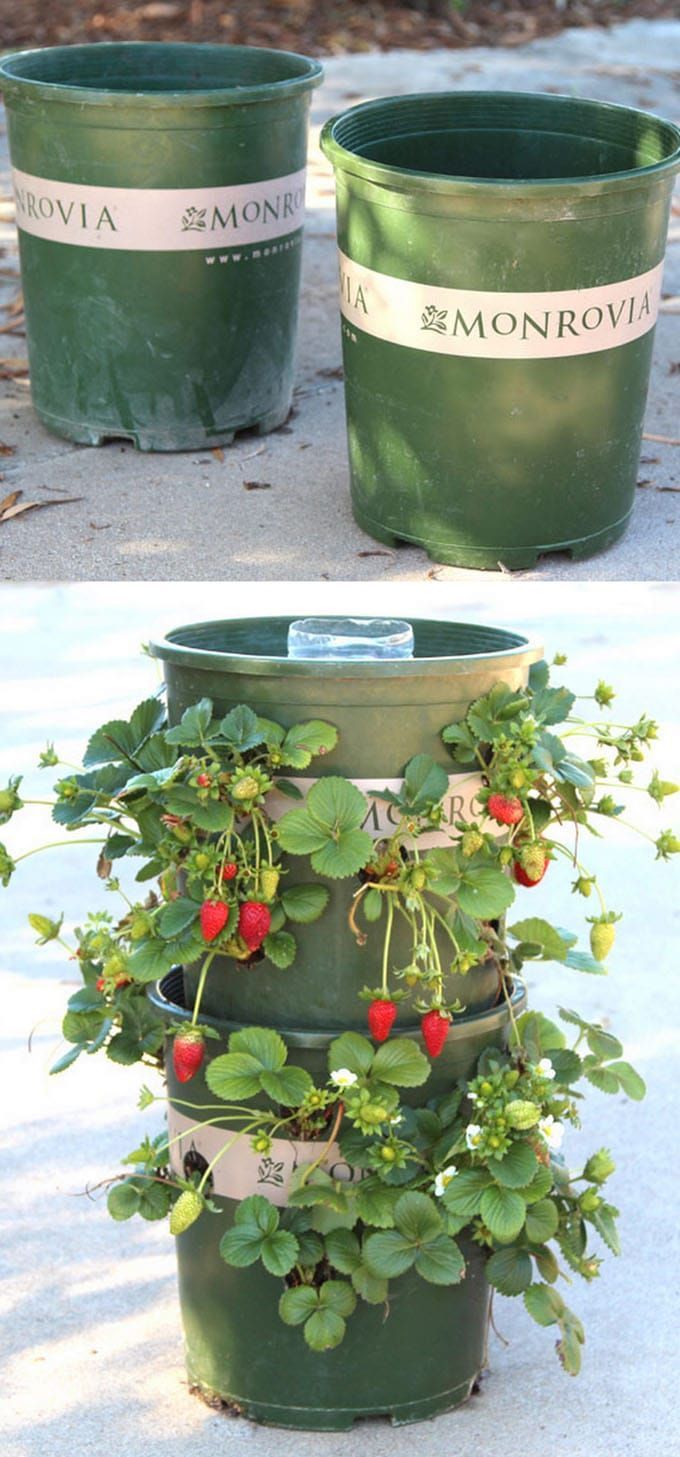 21 container garden strawberries
 ideas