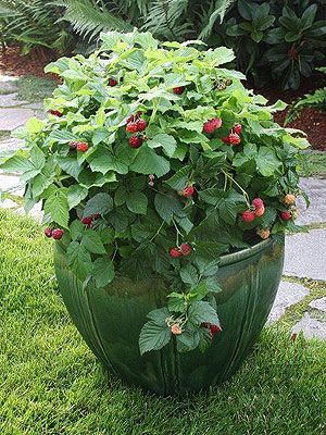 21 container garden strawberries
 ideas