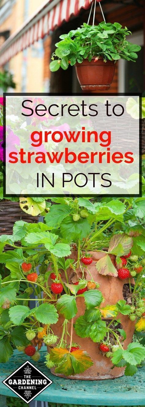 How to Stop Buying Strawberries and Start Growing Your Own in Hanging Pots -   21 container garden strawberries
 ideas