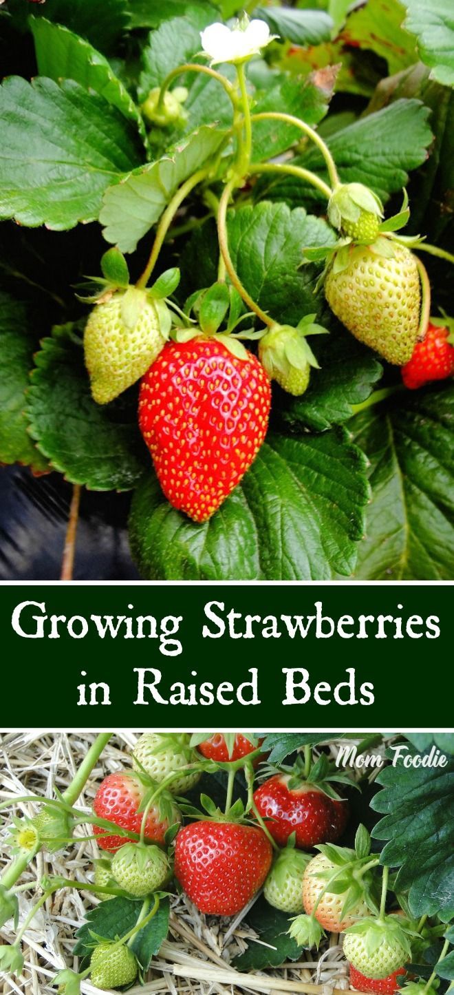 Growing Strawberries in Raised Beds - tips for a successful raised bed strawberry garden -   21 container garden strawberries
 ideas