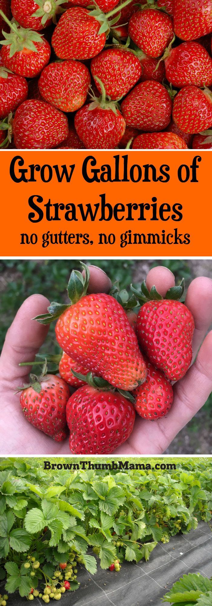 Grow Gallons of Strawberries -   21 container garden strawberries
 ideas