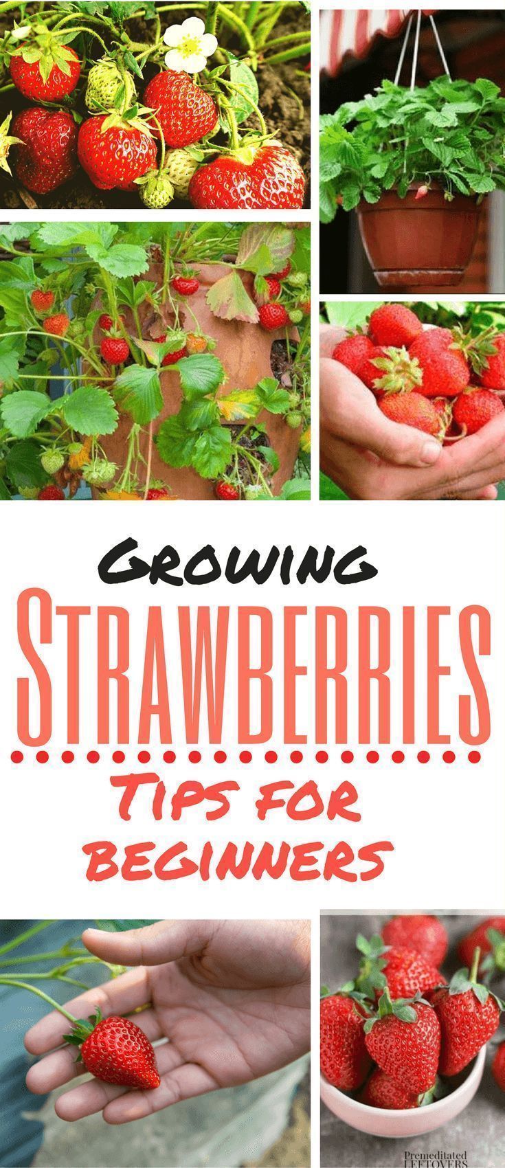 Dealing With Garden Pests -   21 container garden strawberries
 ideas