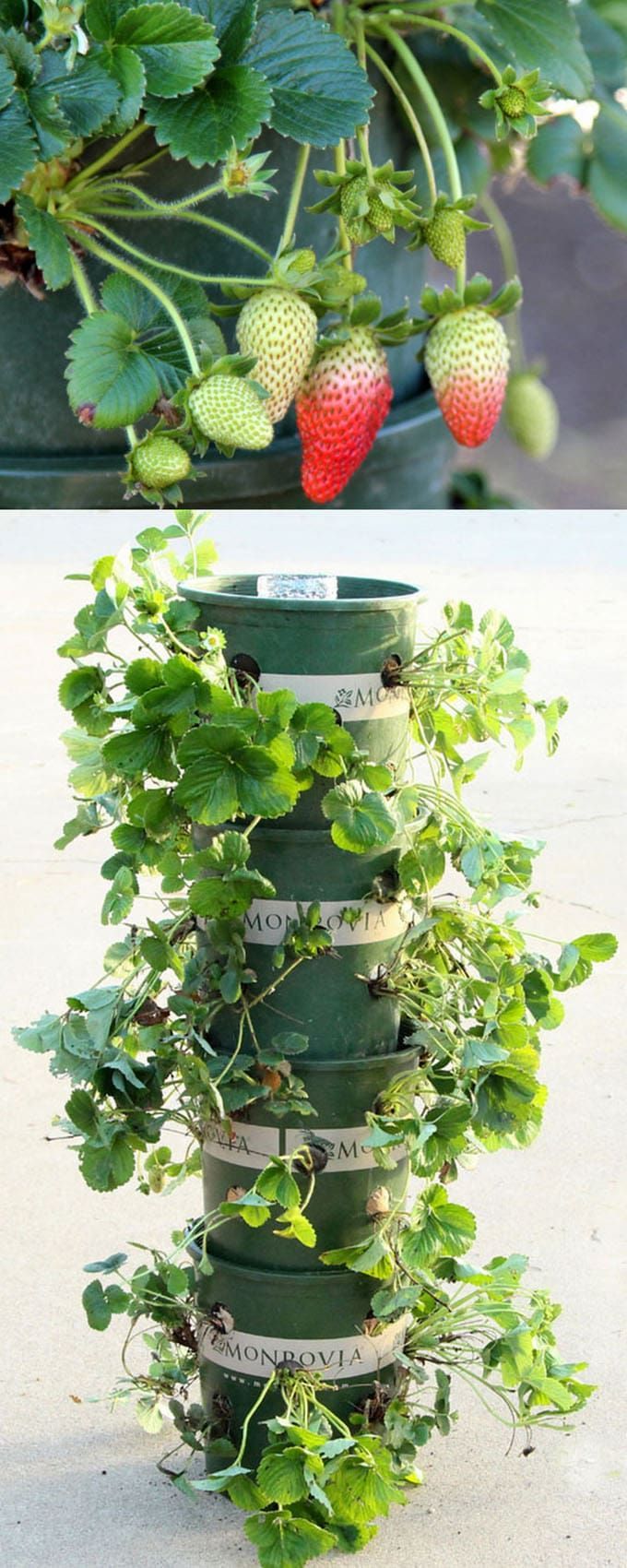 DIY Strawberry Tower With Reservoir -   21 container garden strawberries
 ideas