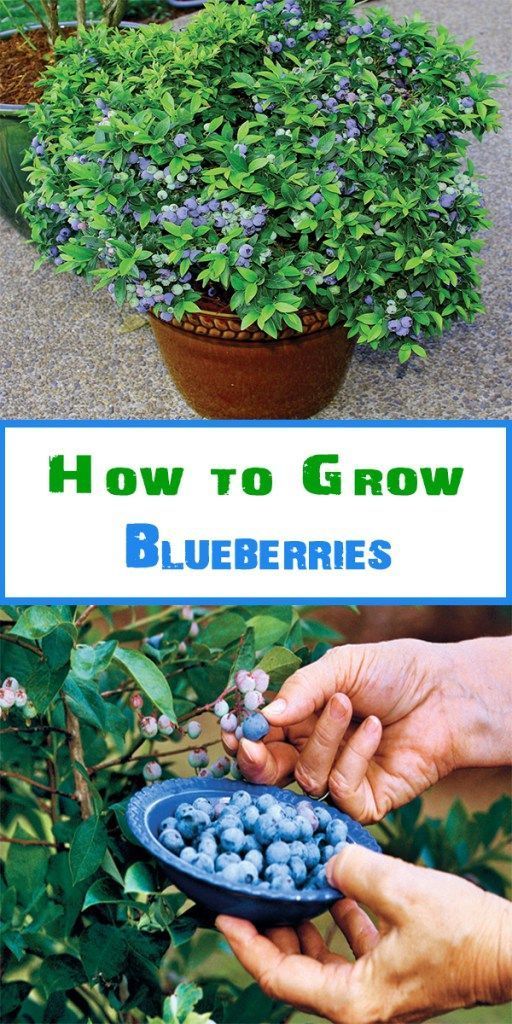 DIY your photo charms, 100% compatible with Pandora bracelets. Make your gifts special. How to Grow Blueberries                                                                                                                                                     More -   21 container garden strawberries
 ideas