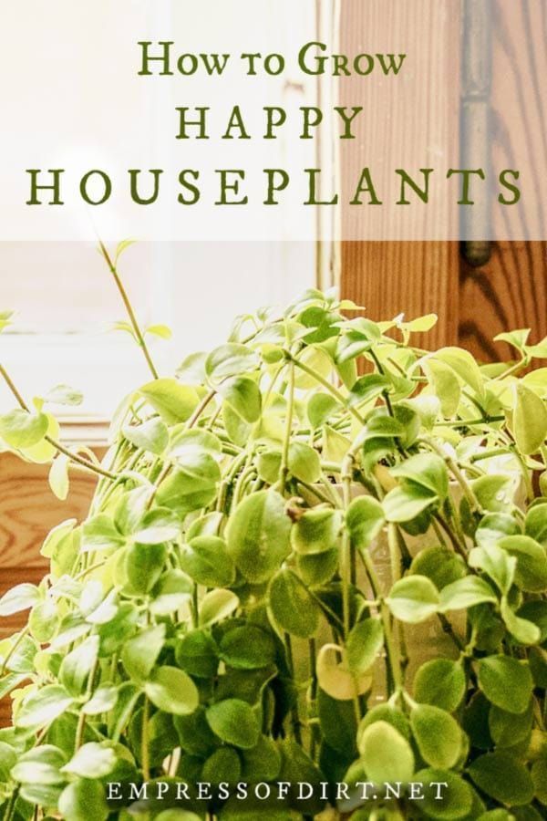 Tips for Growing Healthy Houseplants -   21 home garden houseplant ideas