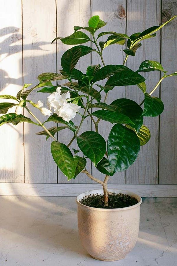 The 7 Best Houseplants for Stressed-Out People -   21 home garden houseplant
 ideas