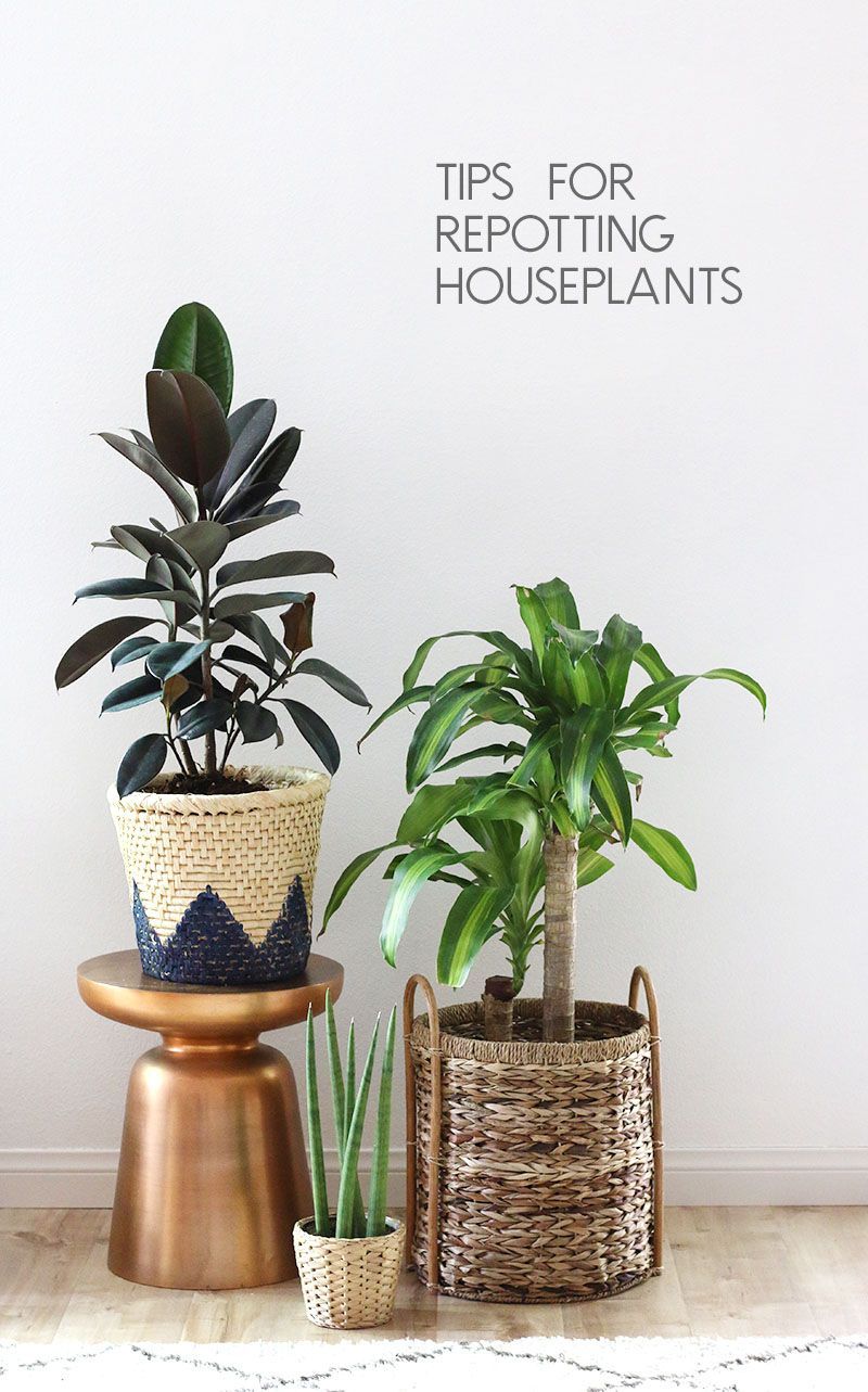Tips for Repotting Houseplants -   21 home garden houseplant
 ideas