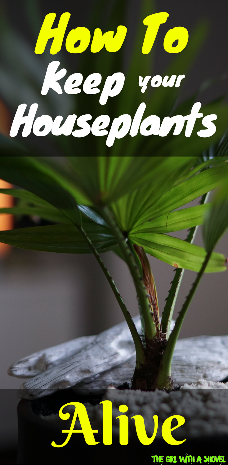 Why is my Plant Dying -   21 home garden houseplant
 ideas
