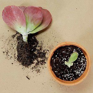 Gnats in Houseplants -   21 home garden houseplant
 ideas