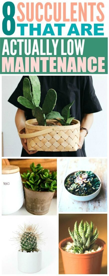 8 Succulents That Are Super Easy to Care For -   21 home garden houseplant
 ideas