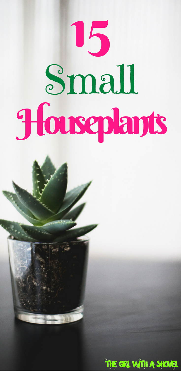15 Indoor Plants for Small Spaces -   21 home garden houseplant
 ideas