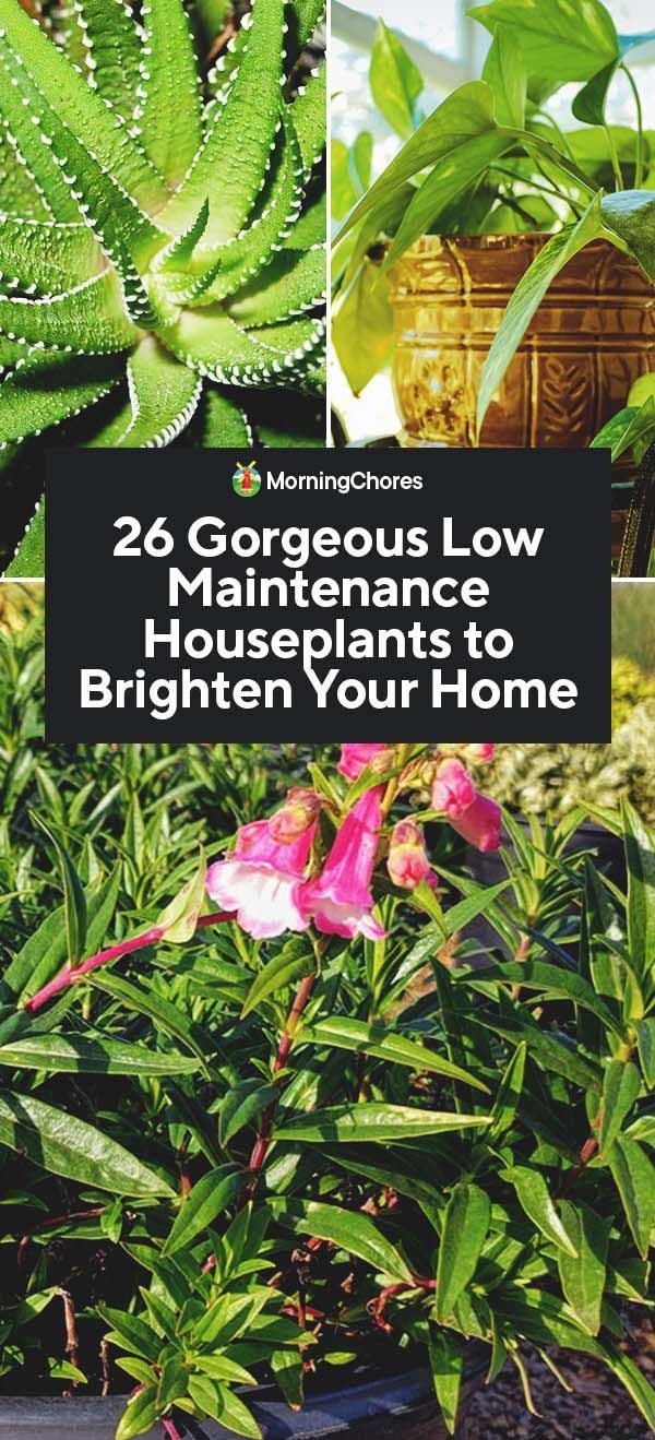 26 Gorgeous Low Maintenance Houseplants to Brighten Your Home -   21 home garden houseplant
 ideas