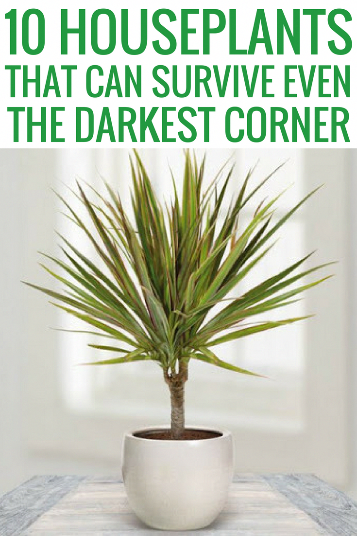 10 Houseplants That Can Survive Even The Darkest Corner -   21 home garden houseplant
 ideas