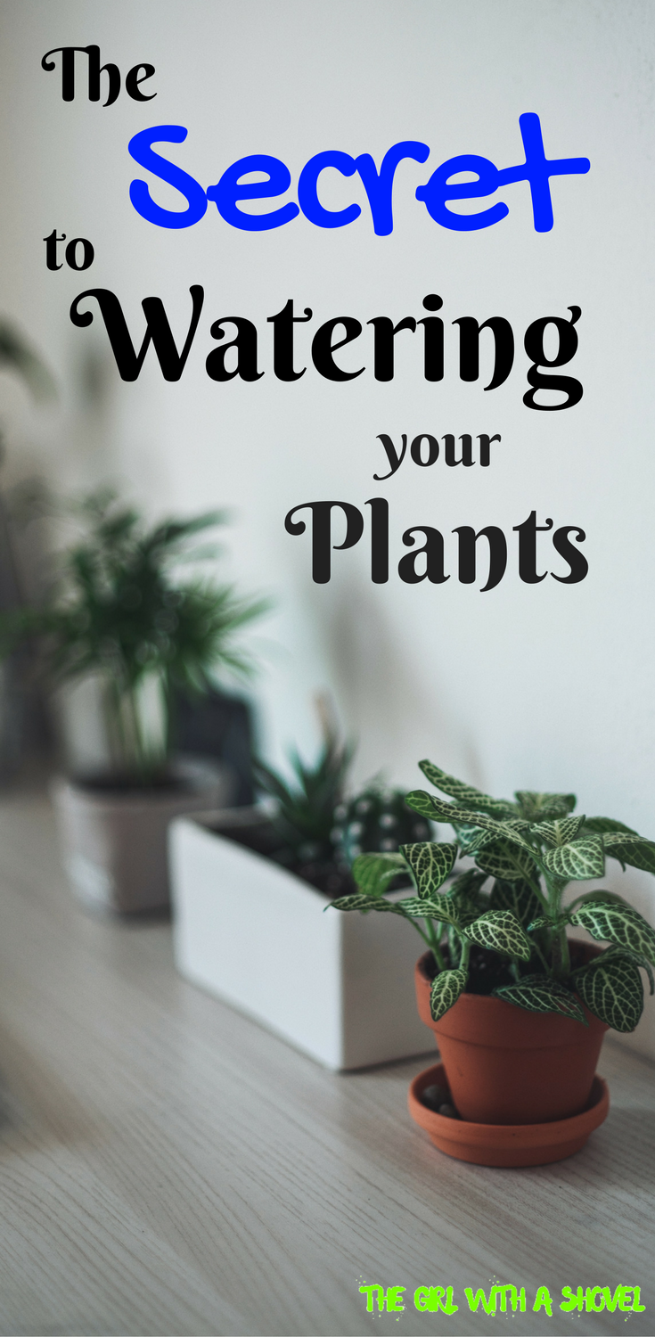 How to Water your Houseplant -   21 home garden houseplant
 ideas