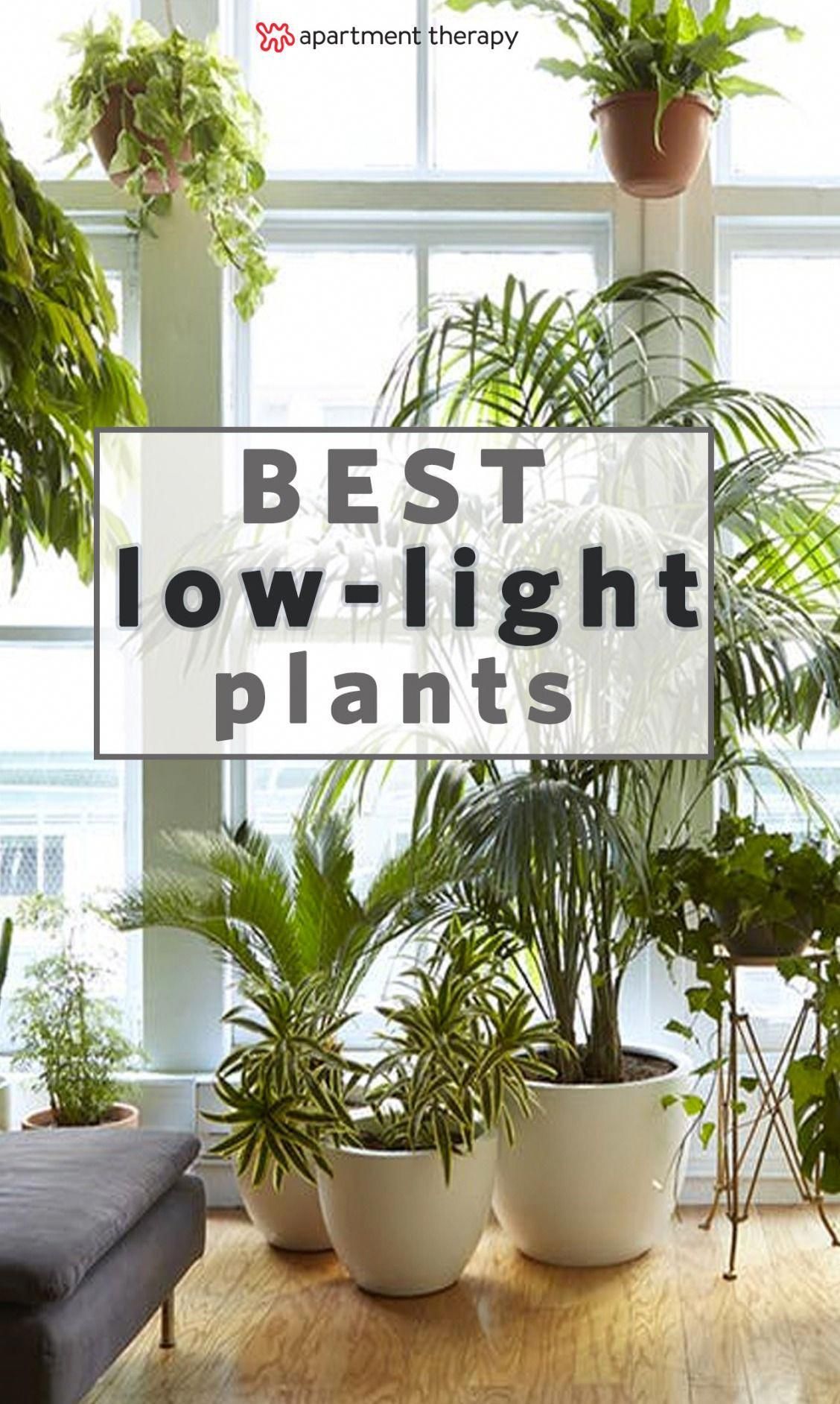 8 Houseplants that Can Survive Urban Apartments, Low Light and Under-Watering | choosing the right plant for your plant-care style and your specific home are two of the most important factors for keeping a houseplant alive. Based on the conditions of your home, along with your aesthetic preferences, you can find your best match. #Houseplants -   21 home garden houseplant
 ideas