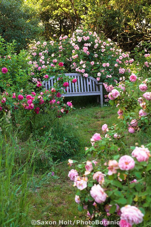 ?????. ??? Garden bench with climbing roses (Heirloom rose 'Fritz Nobis') - credit MIchael Bates ?????. ??? -   22 blue garden bench
 ideas