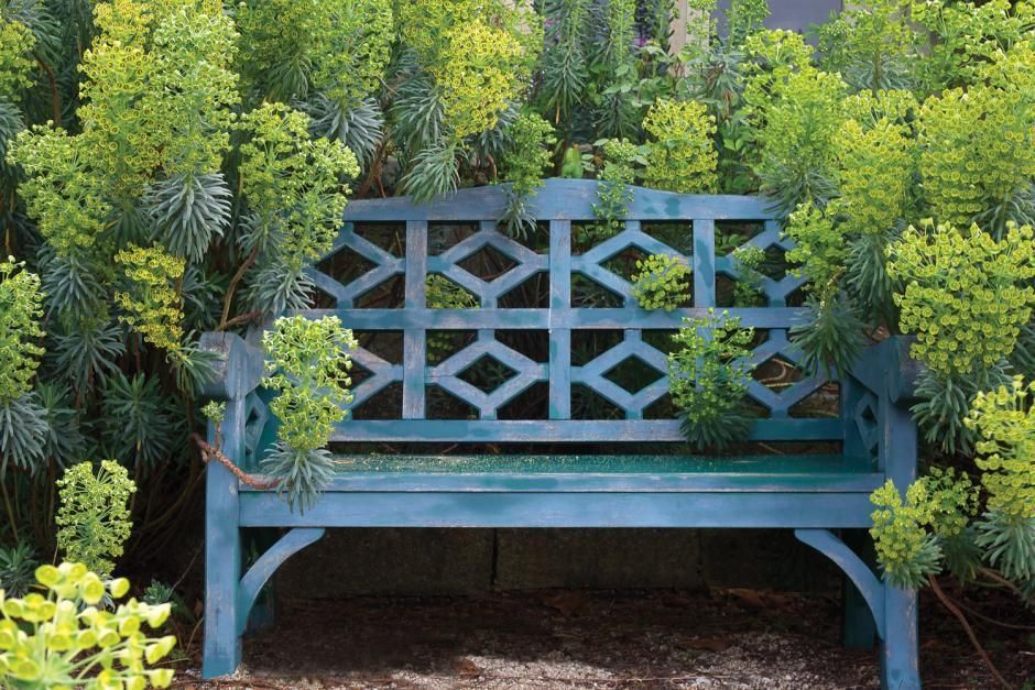 The periwinkle bench in a walled garden at Hanham Court Gardens is surrounded by shocking chartreuse blooms of Euphorbia characias ‘Wulfenii.’ By Isabel and Julian Bannerman. -   22 blue garden bench
 ideas