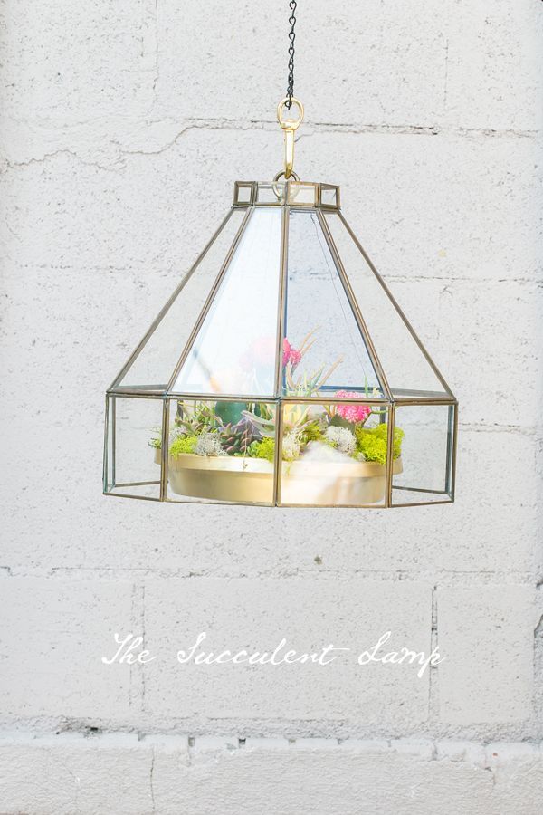 The Hanging Succulent Lamp -   22 diy lamp hanging
 ideas