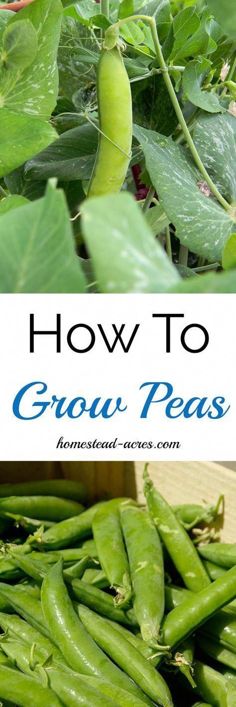 How To Grow Peas. How to easily grow peas in your garden from planting to harvest. www.homestead-acres.com -   22 organic garden tips
 ideas