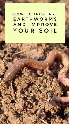How to Increase the Number of Earthworms in Your Garden Soil -   22 organic garden tips
 ideas